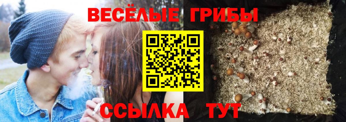 дарнет шоп  Псилоцибиновые грибы прущие грибы  Учалы  Псилоцибиновые грибы Cubensis 